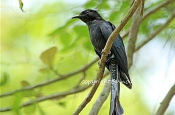 Asian Drongo Cuckoo